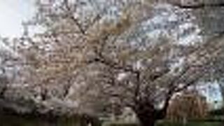 ソメイヨシノの花が満開