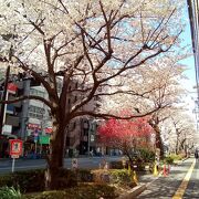 千川通り沿いの長い区間で、ソメイヨシノが植えられています