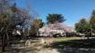 ソメイヨシノ満開