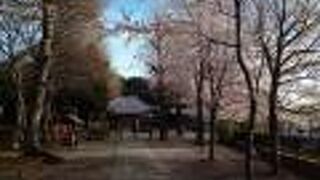 ソメイヨシノの花が満開