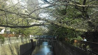 秋の目黒川