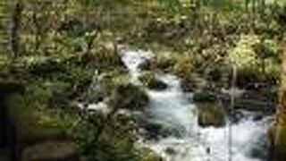 川底から岩が出ている