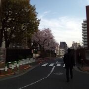 染井よしの桜まつり