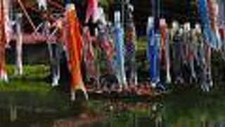 週末は観光屋形船に乗って鯉のぼりの間を遊覧できる：川上峡春まつり