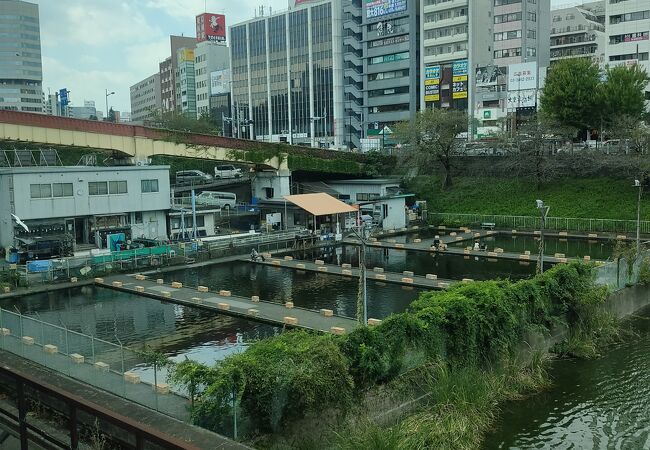 市ヶ谷フィッシュセンター クチコミ アクセス 営業時間 市ヶ谷 フォートラベル