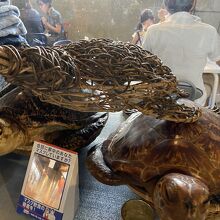 ウミガメ・・？