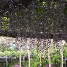 下から見た藤棚