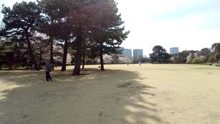 ソメイヨシノの花が満開