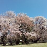 の巨大な横に広がるソメイヨシノの花が満開で、圧巻