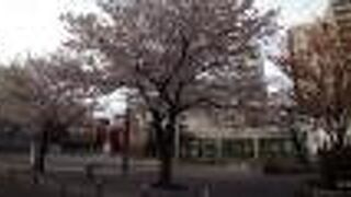 ソメイヨシノの発祥の地であることを思い起こさせてくれます。