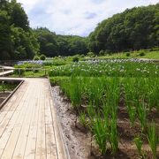 花しょうぶが整理されてきちんと植えられています。