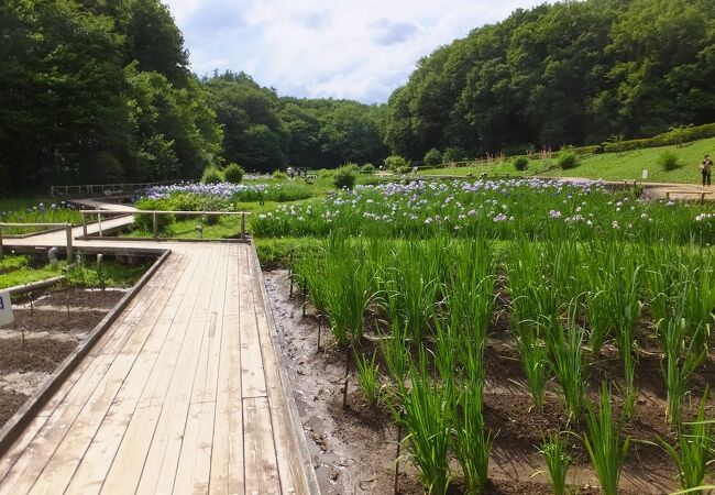 花しょうぶが整理されてきちんと植えられています。