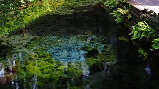 コンコンと湧き出る透明度の高い湧き水：白川水源
