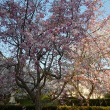 館址に現在咲き誇る濃いピンクと赤の古代桜？山桜？