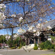 秋に咲く四季桜も隣接するお寺で見れます