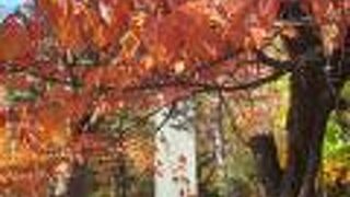 10月下旬、紅葉の木立の中に佇む背の高い石碑