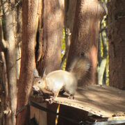 神楽岡公園の丘にあって、10月下旬は紅葉がきれい