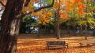 10月末、紅葉クライマックスで朝の散歩が気持ち良い