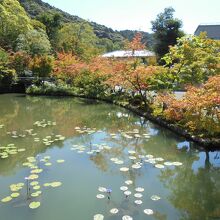 放生池　一部紅葉が始まっている