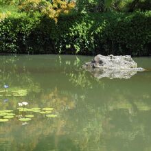 放生池　亀も甲羅干しだ