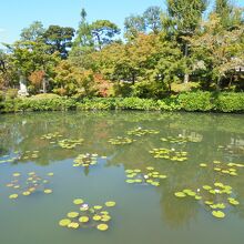 放生池　水連の花も見事だ