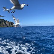 かもめの餌やり、海底のうにがたくさん！