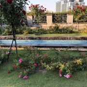 秋薔薇を見に