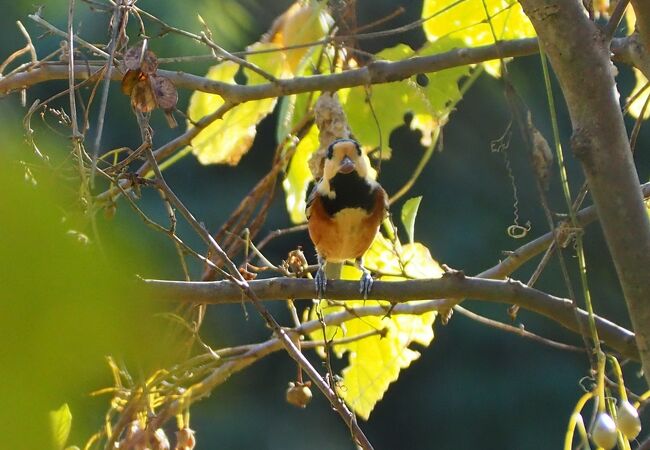 初心者でも手軽に野鳥観察