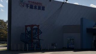 鮭の遡上が見られます。