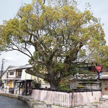 社の周りには社家、明神川、クスの木が
