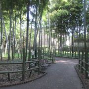 竹林が特徴の公園です