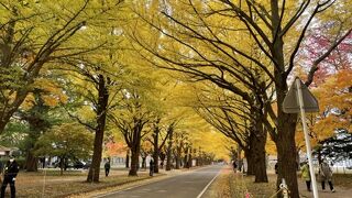 銀杏並木は見事。でも学内は第二農場など見どころ沢山