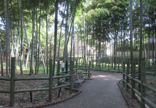 竹林が特徴の公園です