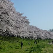 関西で最も美しい桜並木