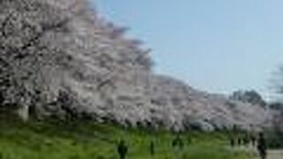 関西で最も美しい桜並木