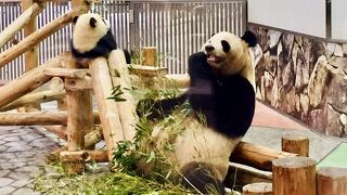 飽きるほどパンダが見れますよ！