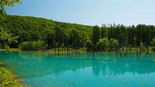 立ち枯れのカラマツが神聖な雰囲気を醸し出す：美瑛(白金) 青い池