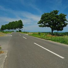 少し先には白樺が並んでいる