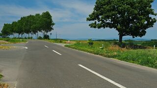 丸みのあるシルエット：セブンスターの木