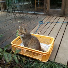 デッキ席で待ってる猫ちゃん。