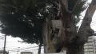 海老名の時代の生き証人