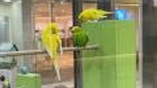 オーロラタウン