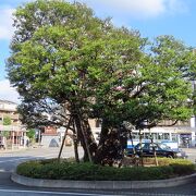 駅前ロータリーにある樹齢700年の巨木です。