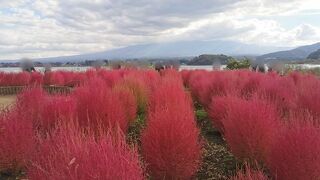 コキアの紅葉が綺麗でした