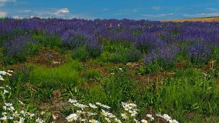 丘陵に沿って咲き誇る色とりどりの花々が楽しめる：かんのファーム