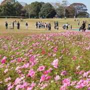 11月のコスモス