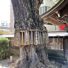 縁結び・夫婦円満～銀杏の木