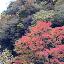 山の紅葉ですので、場所によって色づきは異なっています