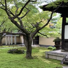 黄梅院入口あたり。苔の様子も風情があります。