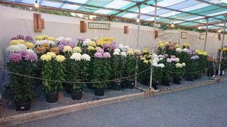 三河の菊まつり期間中に訪問
